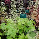 Heuchera villosa 'Chantilly' GM  P11