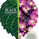 Hydrangea m. Black Diamonds Mix 30-40 cm 5,0L