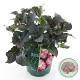 Hydrangea m. Bl. Di. Midnight Pearl 30-40 cm 5,0L