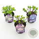 Hydrangea m. Forever & Ever Mix 15-20 cm 2,0L