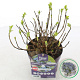 Hydrangea m. Hortbux 15-20 cm 2,0L blauw
