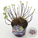 Hydrangea m. Hortbux 15-20 cm 2,0L rose