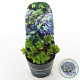 Hydrangea m. Lady Mata Hari 15-20 cm 2,0L