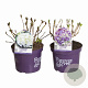 Hydrangea pan. Forever & Ever Mix 30-40 cm 5,0L