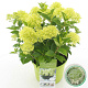 Hydrangea pan. Whitelight 40-50 cm 5,0L