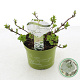 Hydrangea Runaway Bride 20-25 cm 2,0L