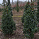 Ilex aq. 'Alaska' 100-125 cm met kluit