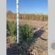 Ilex crenata 'Caroline Upright' 40-60 cm met kluit