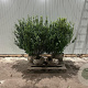 Ilex crenata 'Caroline Upright' 80-100 cm met kluit