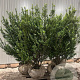 Ilex crenata 'Caroline Upright' 80-100 cm met kluit