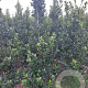 Ilex meserv. 'Blue Prince' 175-200 cm met kluit