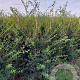 Osmanthus burkwoodii 125-150 cm met kluit