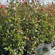 Photinia fraseri 'Red Robin' 175-200 cm 20L