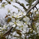 Pyrus sinkiangensis 12-14 HO draadkluit