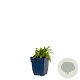 Salvia nem. 'Ostfriesland' GM  P11