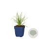 Stipa gigantea GM  P11