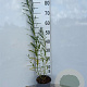 Salix fragilis 40-60 cm 2,0L