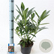 Skimmia confusa 'Kew Green' 25-30 cm 2,0L
