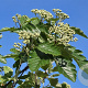 Sorbus intermedia 150-175 cm met kluit