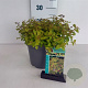 Spiraea jap. 'Golden Princess' 25-30 cm 3,5L