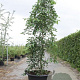 Styrax jap. 'Fragrant Fountain' 175-200 cm 50L