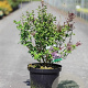 Syringa 'Josée' 60-80 cm 10L