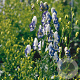 Aconitum camm. 'Bicolor' GM P9