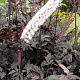 Actaea 'Chocoholic' GM P9