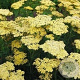 Achillea 'Credo' GM P9