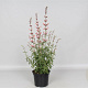 Agastache 'Fleur' GM P9