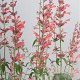 Agastache 'Fleur' GM P9