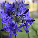 Agapanthus 'Northern Star' GM P9