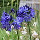 Agapanthus 'Northern Star' GM P9