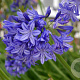 Agapanthus 'Northern Star' GM P9