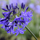 Agapanthus 'Northern Star' GM P9