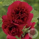 Alcea r. 'Charters Rot' GM P9