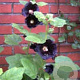 Alcea r. 'Nigra' GM P9