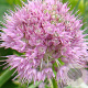 Allium senescens GM P9