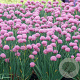 Allium schoenop. 'Rising Star' GM P9