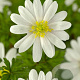 Anemone blanda 'White Splendour' GM P9