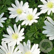 Anemone blanda 'White Splendour' GM P9