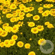 Anthemis hyb. 'Kelwayi' GM P9