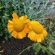 Anthemis sancti-johannis GM P9