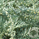 Artemisia abs. 'Lambrook Silver' GM P9