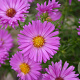 Aster (D) 'Heinz Richard' GM P9