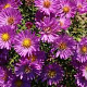 Aster (D) 'Heinz Richard' GM P9