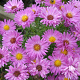 Aster (D) 'Heinz Richard' GM P9