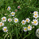 Aster (U) 'Monte Cassino' GM P9