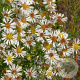 Aster (U) 'Monte Cassino' GM P9