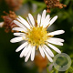 Aster (U) 'Monte Cassino' GM P9